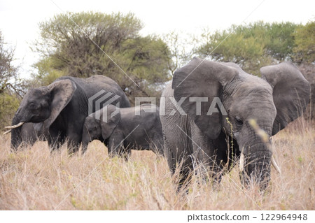 African elephant tries to protect his family African elephant tries to protect his family 122964948