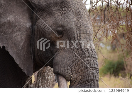 An African elephant passing by nearby An African elephant passing by nearby 122964949