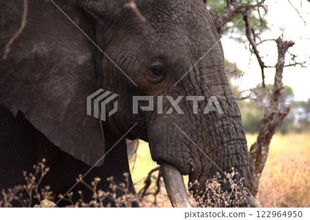 非洲像走近 122964950