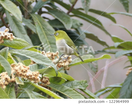 Are you a mejiro who wishes the biwa flowers would bloom a little more? 122964999