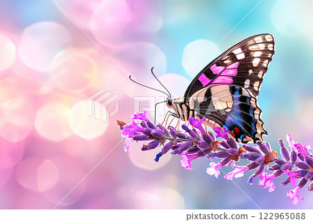 Insect macro of a butterfly on lavender, soft focus, pastel hues, capturing nature delicate beauty 122965088