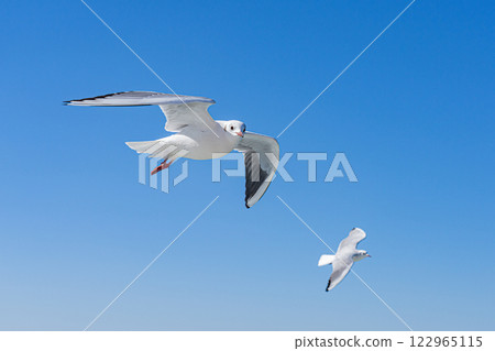 飛行藍天的海鷗 飛行藍天的海鷗 122965115