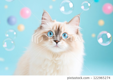 Ragdoll cat delightfully surrounded by colorful toys and bubbles in a bright, cheerful studio setting 122965274