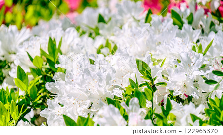 White azalea 122965370