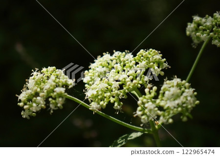 Otokoeshi, wildflower, weed, summer flower Otokoeshi, wildflower, weed, summer flower 122965474
