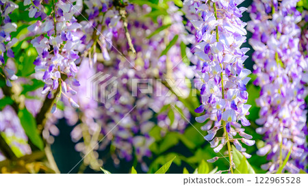  Wisteria flowers 122965528