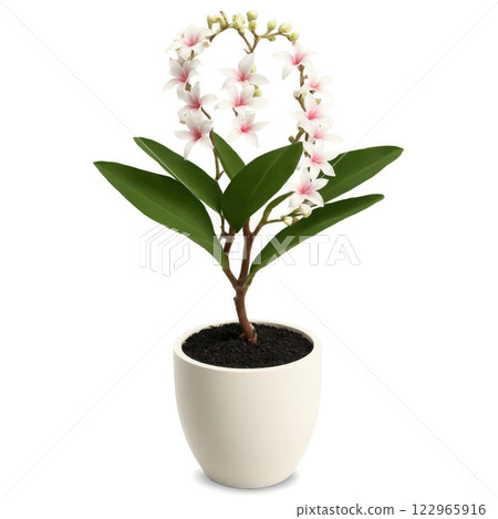 Hoya in Clay Pot (Hoya australis) A trailing hoya plant with waxy, dark green leaves and clusters of small, fragrant 122965916