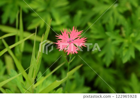 小倉仙奴、粉紅色花朵、野花，在濕地中盛開 122965928