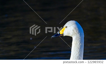 Profile of swan 122965932