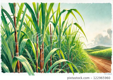 甘蔗田 甘蔗田 122965960