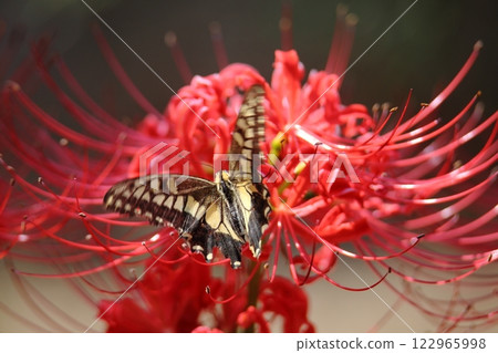 Gardening: Garden flowers, 122965998