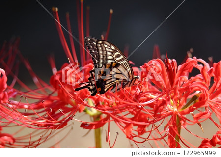 Gardening: Garden flowers, 122965999