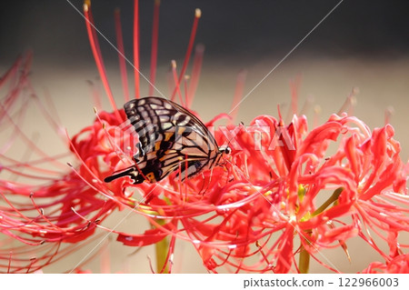 園藝花園花卉， 122966003