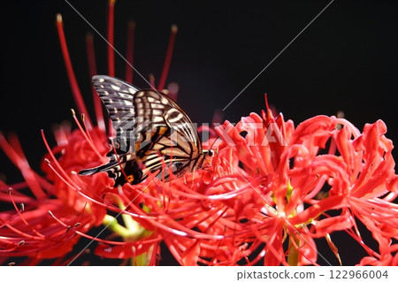 園藝花園花卉， 122966004