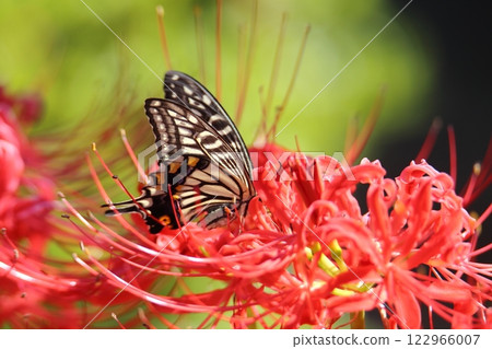 園藝花園花卉， 122966007