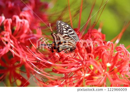Gardening: Garden flowers, Gardening: Garden flowers, 122966009