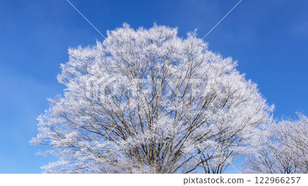 Frost (Hiruzen Plateau) Frost (Hiruzen Plateau) 122966257