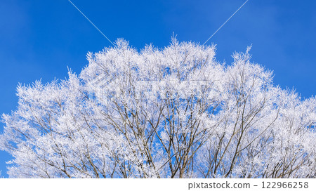 Frost (Hiruzen Plateau) 122966258