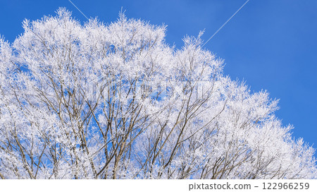 Frost (Hiruzen Plateau) 122966259
