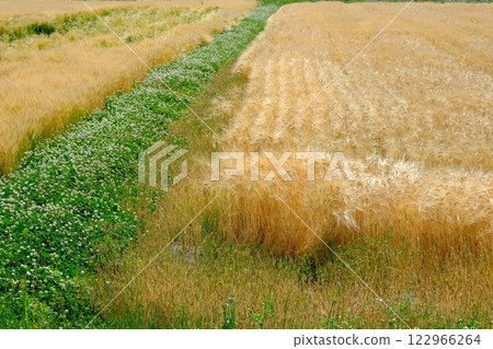 Beer barley field and white clover 122966264