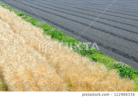 啤酒大麥田和黑土田 122966338