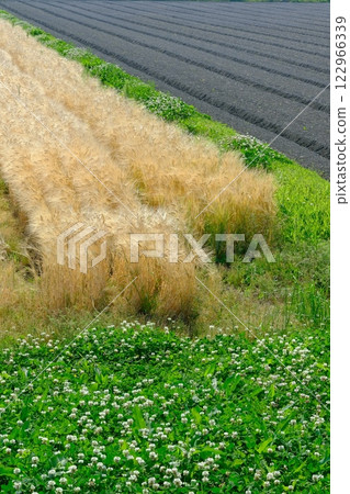 啤酒大麥田和黑土田 啤酒大麥田和黑土田 122966339