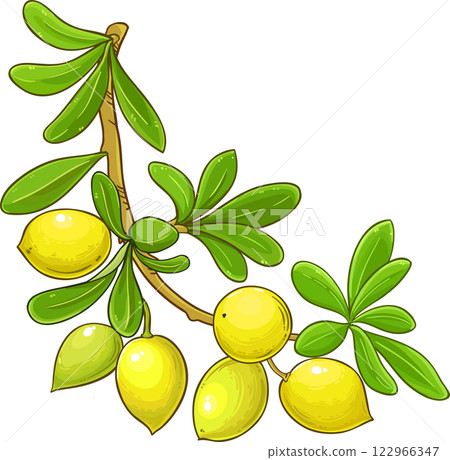 Argan Branch  Colored Detailed Illustration. 122966347