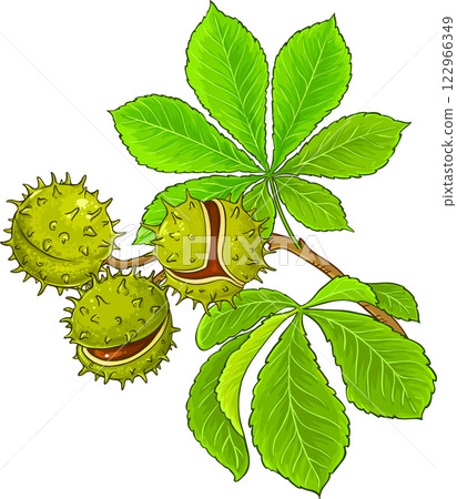 Chestnut Branch Colored Detailed Illustration 122966349