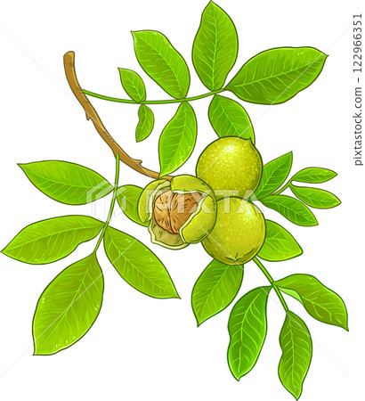 Walnut Branch  Colored Detailed Illustration 122966351