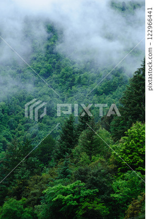 Aerial view of green forest landscape 122966441