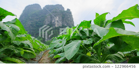 Tobacco leaf plant grow at field 122966456