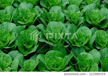 Chinese cabbage crops growing at field Chinese cabbage crops growing at field 122966459