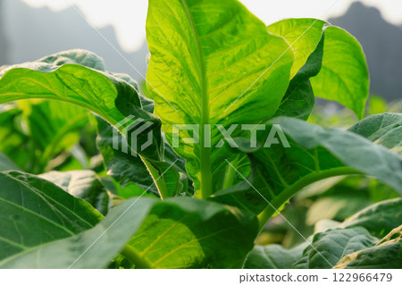 Tobacco leaf plant grow at field Tobacco leaf plant grow at field 122966479