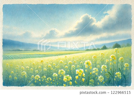 Rapeseed field 122966515