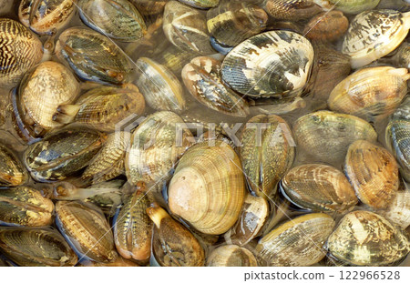 挖蛤蜊時清除蛤蜊體內沙子的照片 挖蛤蜊時清除蛤蜊體內沙子的照片 122966528