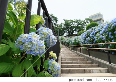 立鼻公園的繡球花 立鼻公園的繡球花 122966750