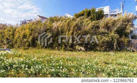 Kitashimoura Daffodil Road 122966762