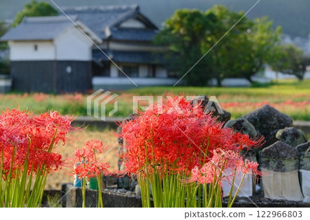Red spider lilies and stone Buddhas in Kameoka City Red spider lilies and stone Buddhas in Kameoka City 122966803