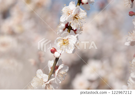 White plum blossoms 2 White plum blossoms 2 122967212