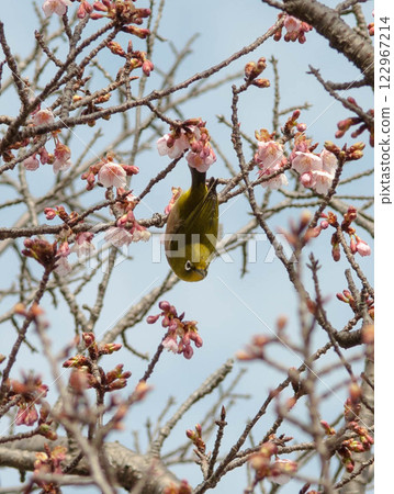 A Japanese white-eye resting on a Kawazu cherry tree 122967214