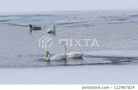 swans in lake in Norrbotten swans in lake in Norrbotten 122967824