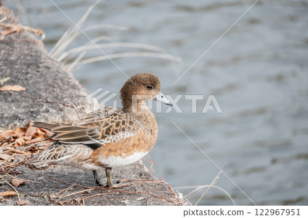 Wigeon (female) Osaka Castle Wigeon (female) Osaka Castle 122967951