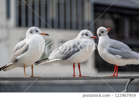 Black-headed gulls on the Tosabori River at Nakanoshima Park in Osaka City 122967959