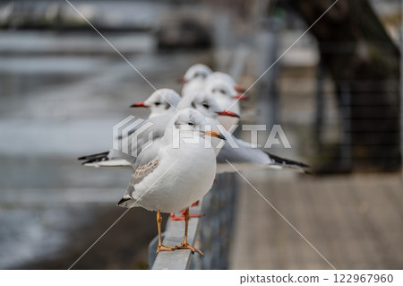 一群黑頭鷗在大阪中之島公園的欄桿上排成一排 122967960
