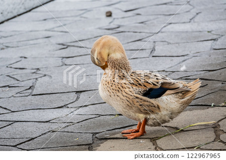 Aokubiadzu (female) - Nakanoshima Park, Dojima River, Osaka City 122967965