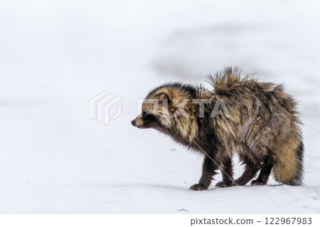 An elderly Hokkaido raccoon dog walking on the snow in Chitose, Hokkaido [February] 122967983