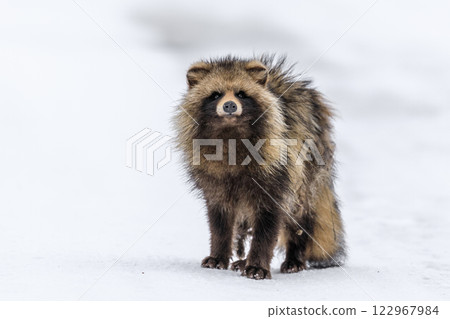 An elderly Hokkaido raccoon dog walking on the snow in Chitose, Hokkaido [February] 122967984
