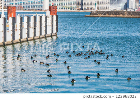 冬季琵琶湖大津港中漂浮的水鳥 122968022