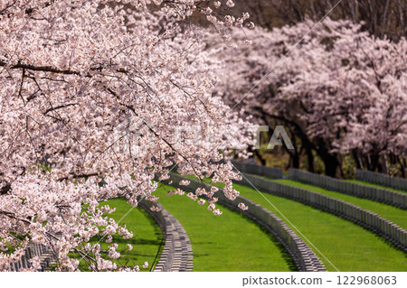 北海道石漾市戶田紀念公園的櫻花樹，8,000棵染井吉野櫻盛開，散發出芬芳的香氣 [5月] 122968063