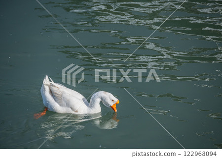 Geese floating on a lightly snowy lake, Otsu Port, Lake Biwa Geese floating on a lightly snowy lake, Otsu Port, Lake Biwa 122968094